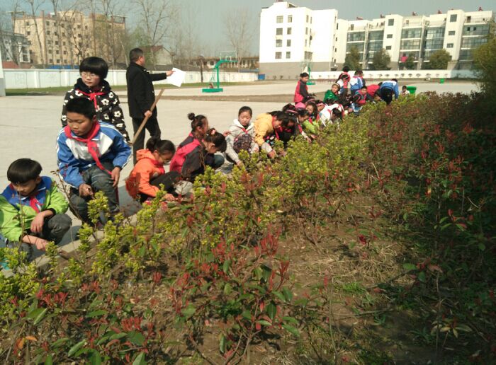大光小学开展栽植花草、美化校园活动