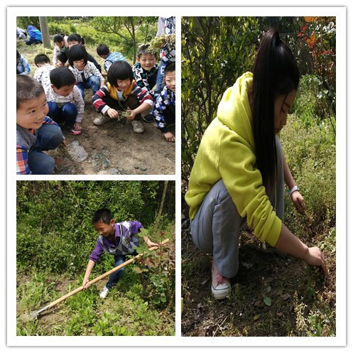 古楼逸夫小学开展“师生携手 美化校园”除草活动